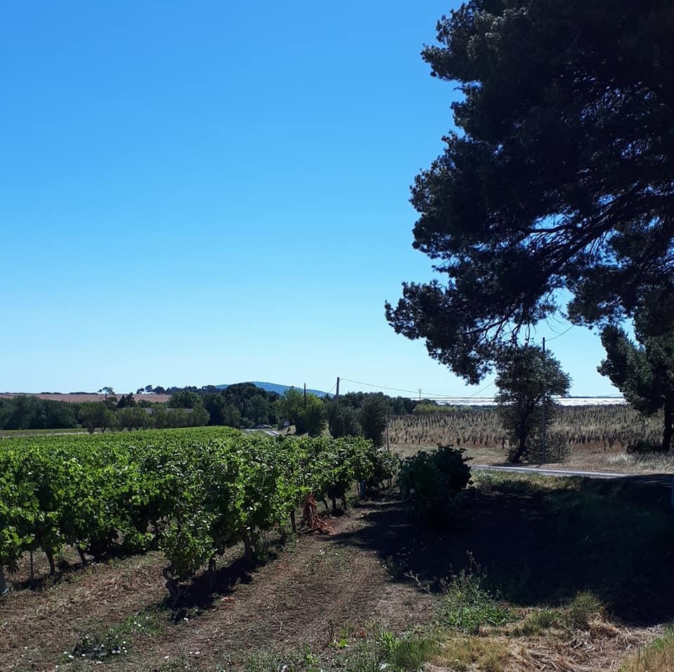 Camping vignoble Mèze